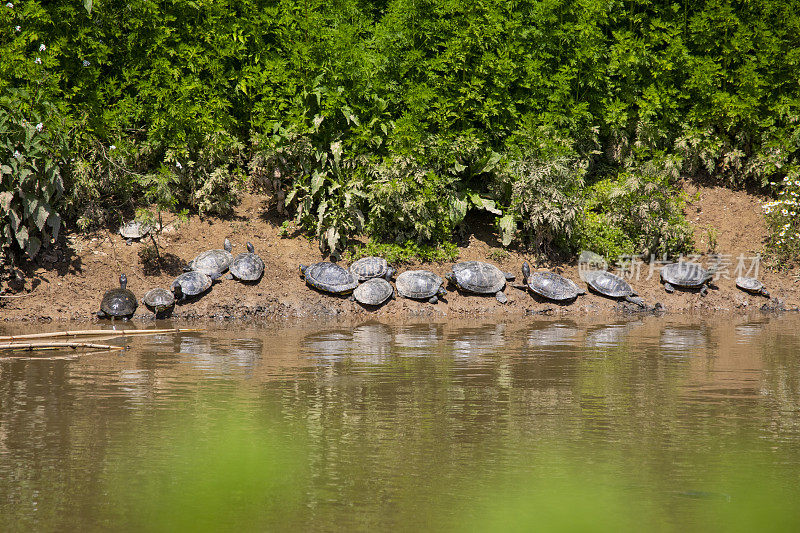 Llobregat河的池塘滑块(Trachemys scripta)